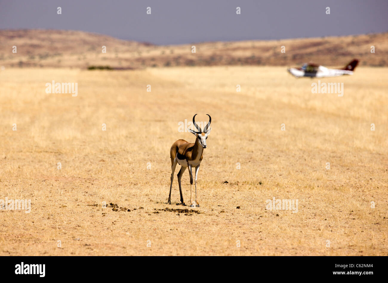 Eine territoriale männliche Springböcke auf dem Etendeka-Flugplatz. Etendeka Konzession, Damaraland, Kaokoveld, Namibia. Stockfoto