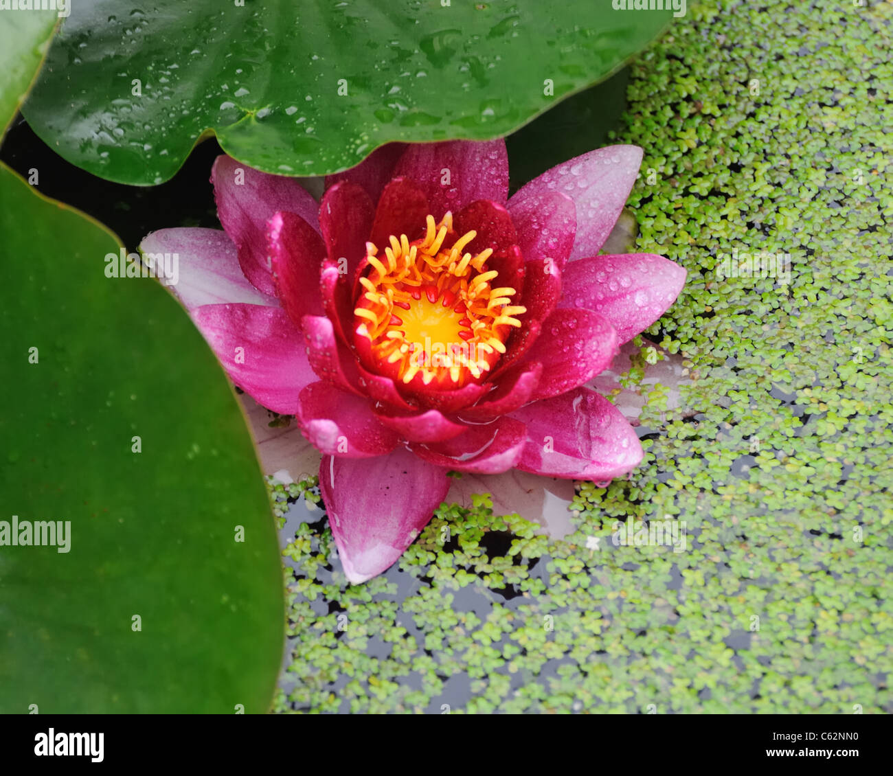 Seerose im Teich mit Wasserlinsen Stockfoto