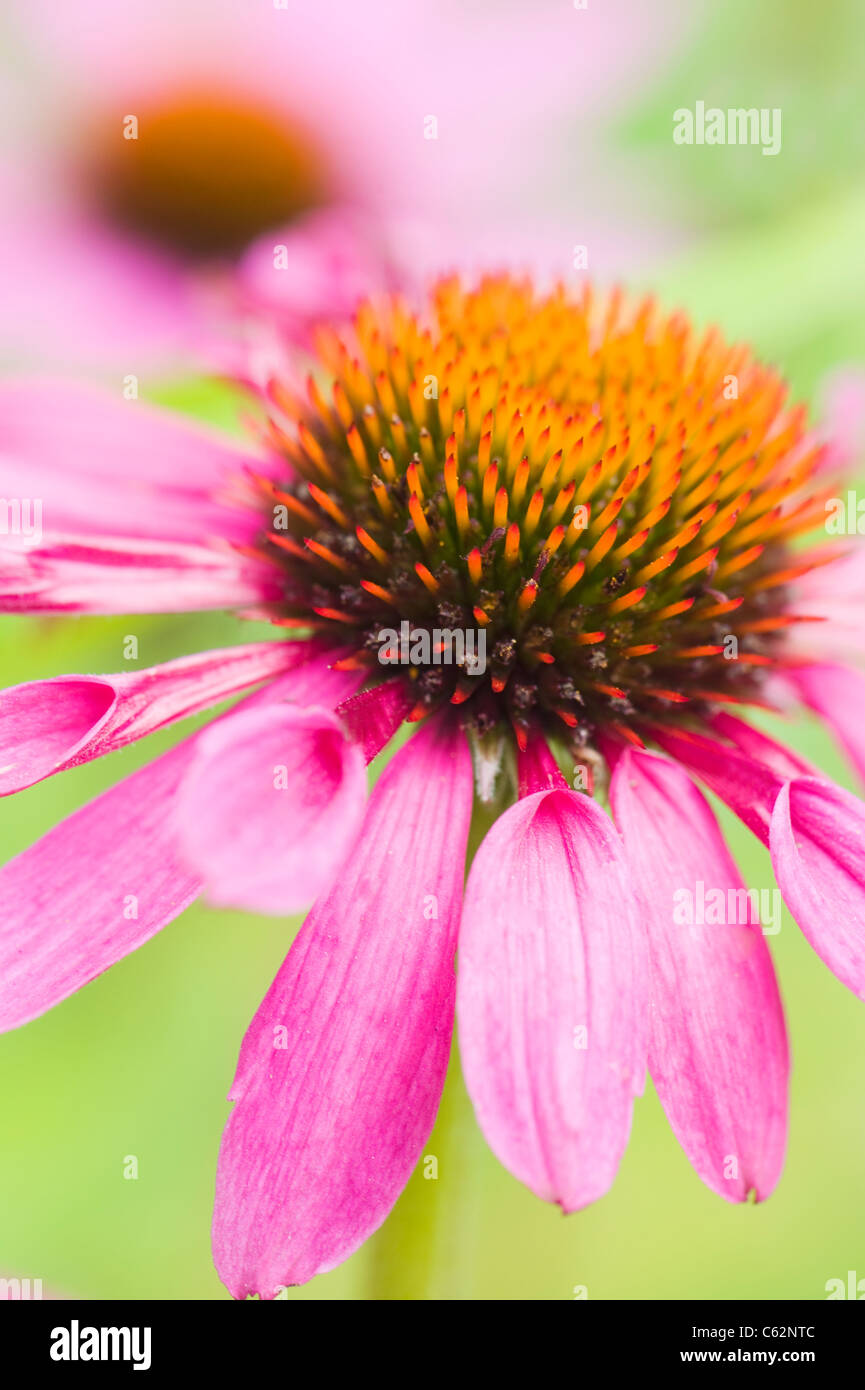 Echinacea Purpurea östlichen lila Kegel Blumen oder Sonnenhut Stockfoto