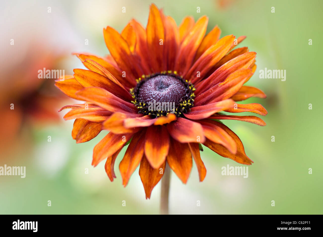 Rudbeckia Hirta "Herbst Farben" Farben - black eyed Susan Stockfoto