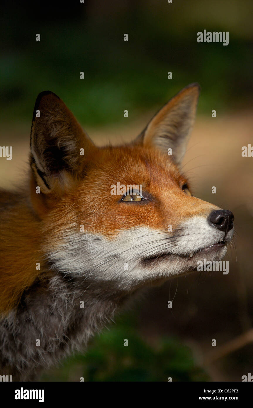 ROTFUCHS Vulpes Vulpes ein erwachsener Mann sieht gespannt in nahe gelegenen Bäumen, wie er einige Vögel Lancashire, UK schaut Stockfoto