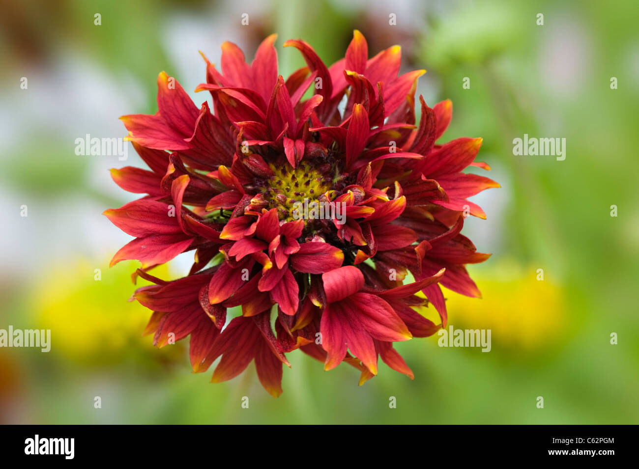 Einzelne Gaillardia "Pantomime" rote Decke Blume Blumen Stockfoto