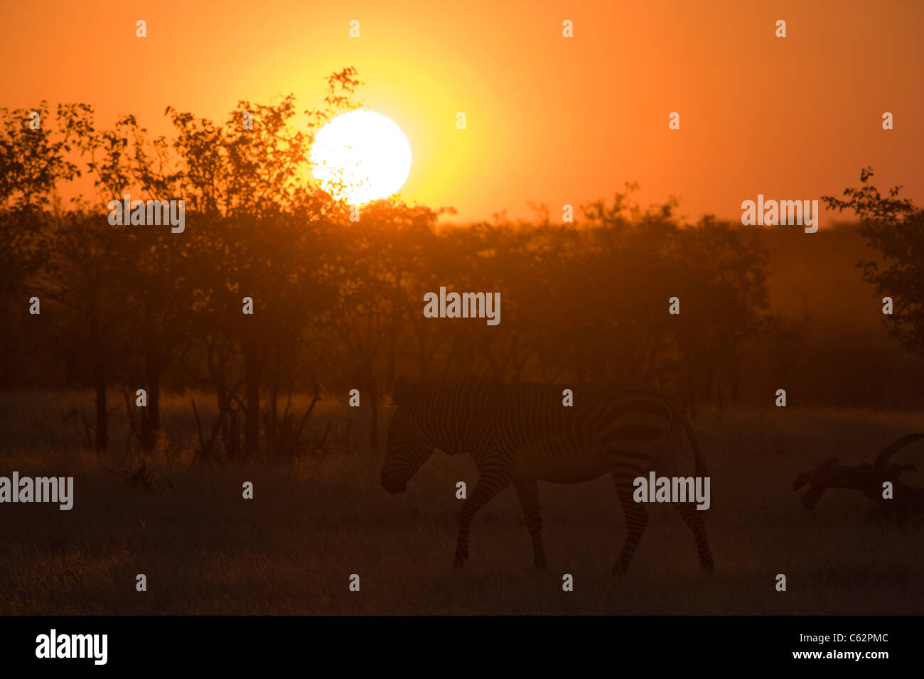 Ein Hartmanns Bergzebra stapft ab in den Busch bei Sonnenuntergang. Kaokoveld Hobatere Lodge, Damaraland, Namibia. Stockfoto