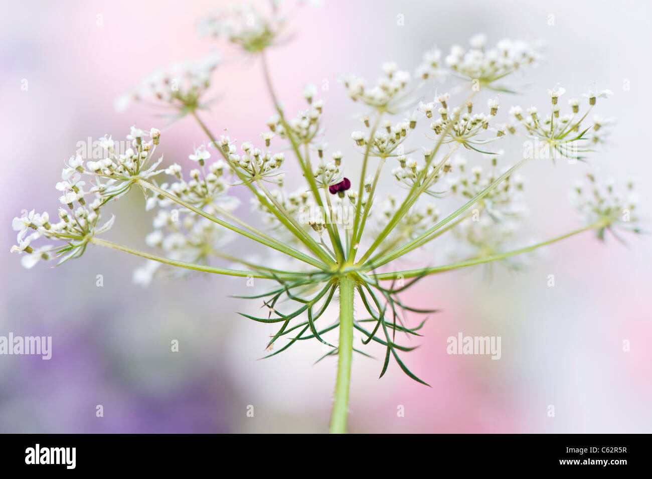 Anthriscus Sylvestris - Kuh Petersilie oder Queen Anne es Lace Stockfoto