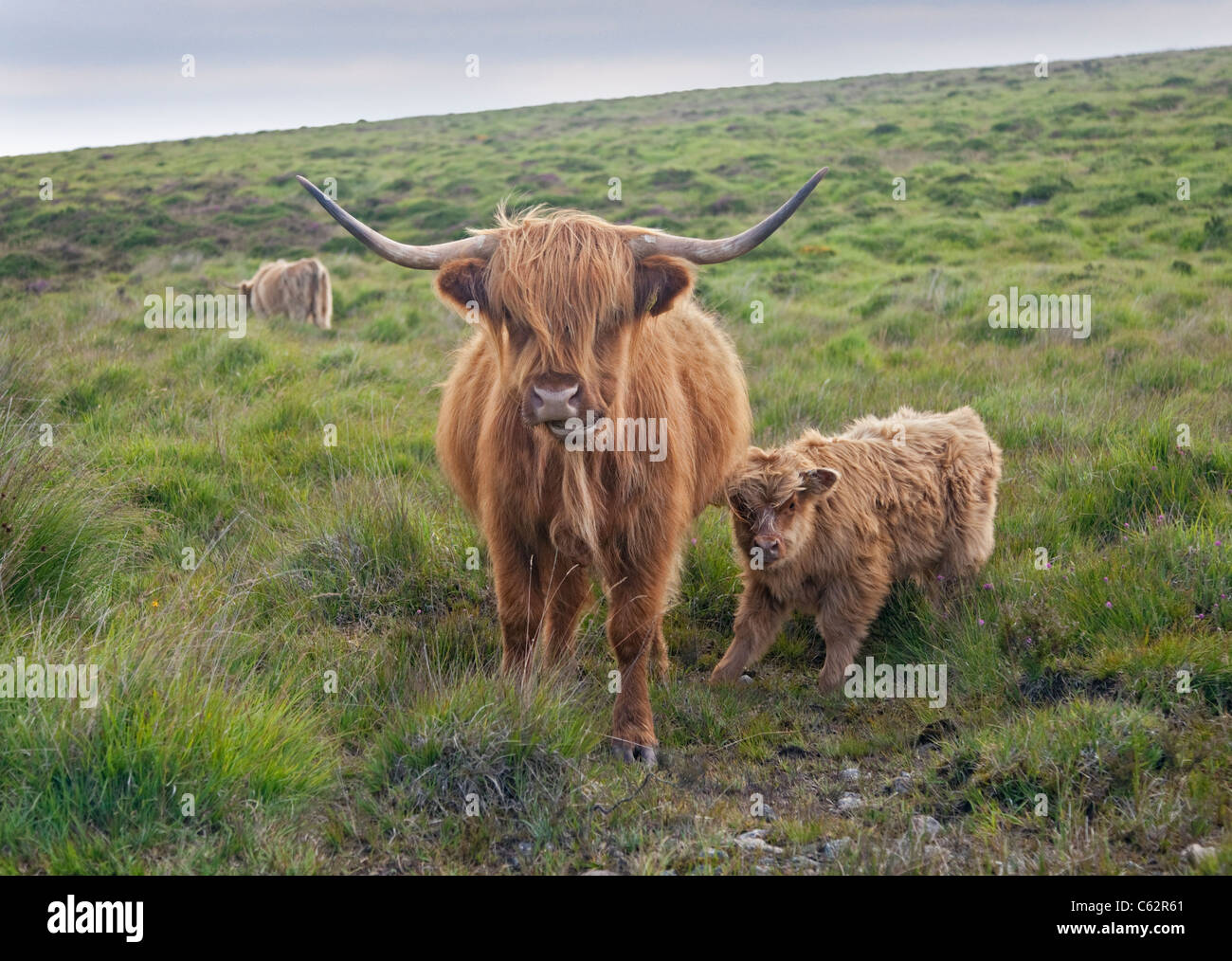 Highland Kuh und Kalb, Dartmoor National Park, Devon, England Stockfoto