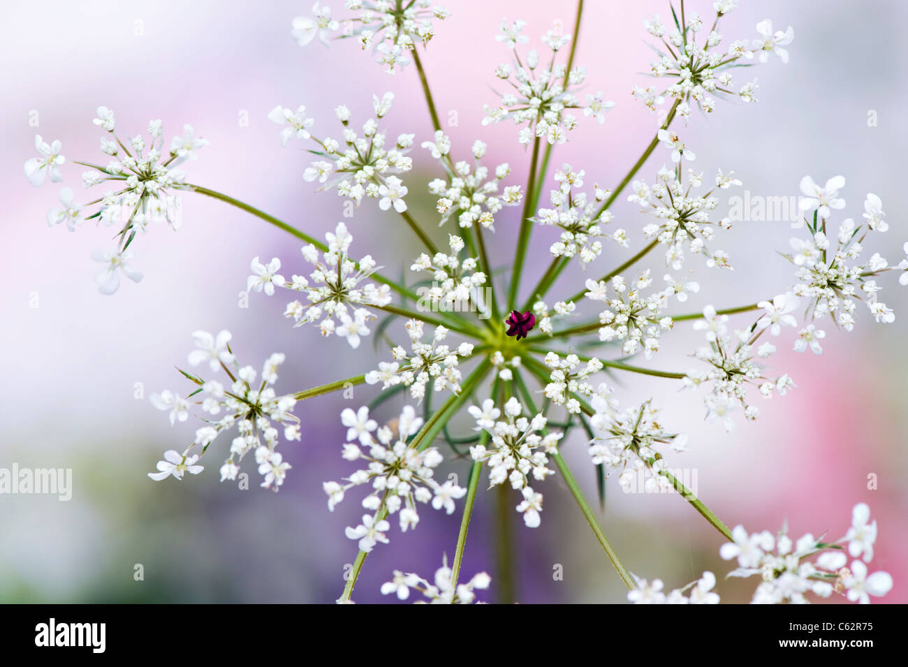Anthriscus Sylvestris - Kuh Petersilie oder Queen Anne es Lace Stockfoto