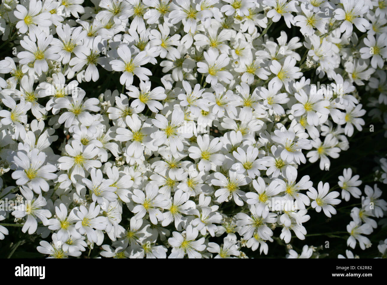 Filziges Boissieri, Caryophyllaceae, westliches Mittelmeer Stockfoto