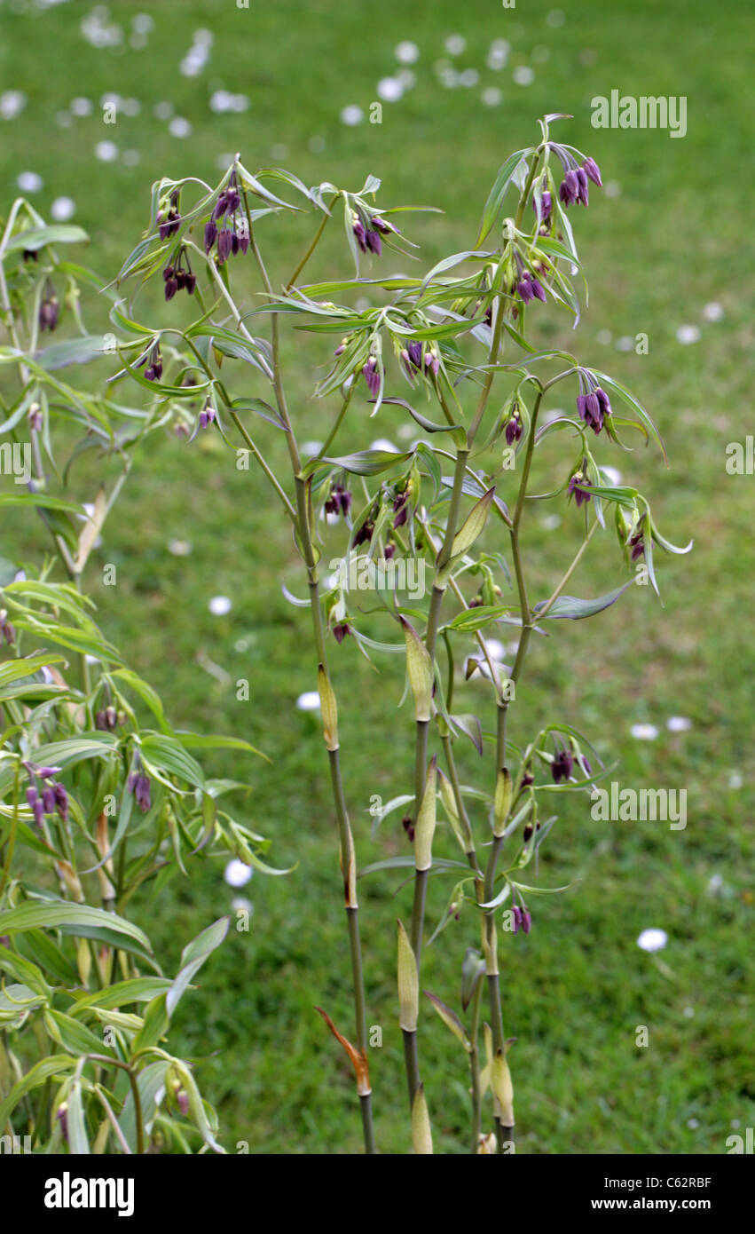 Fee Glöckchen, Disporum Cantoniense, Colchicaceae (Convallariaceae). China und gemäßigten Asien. Stockfoto