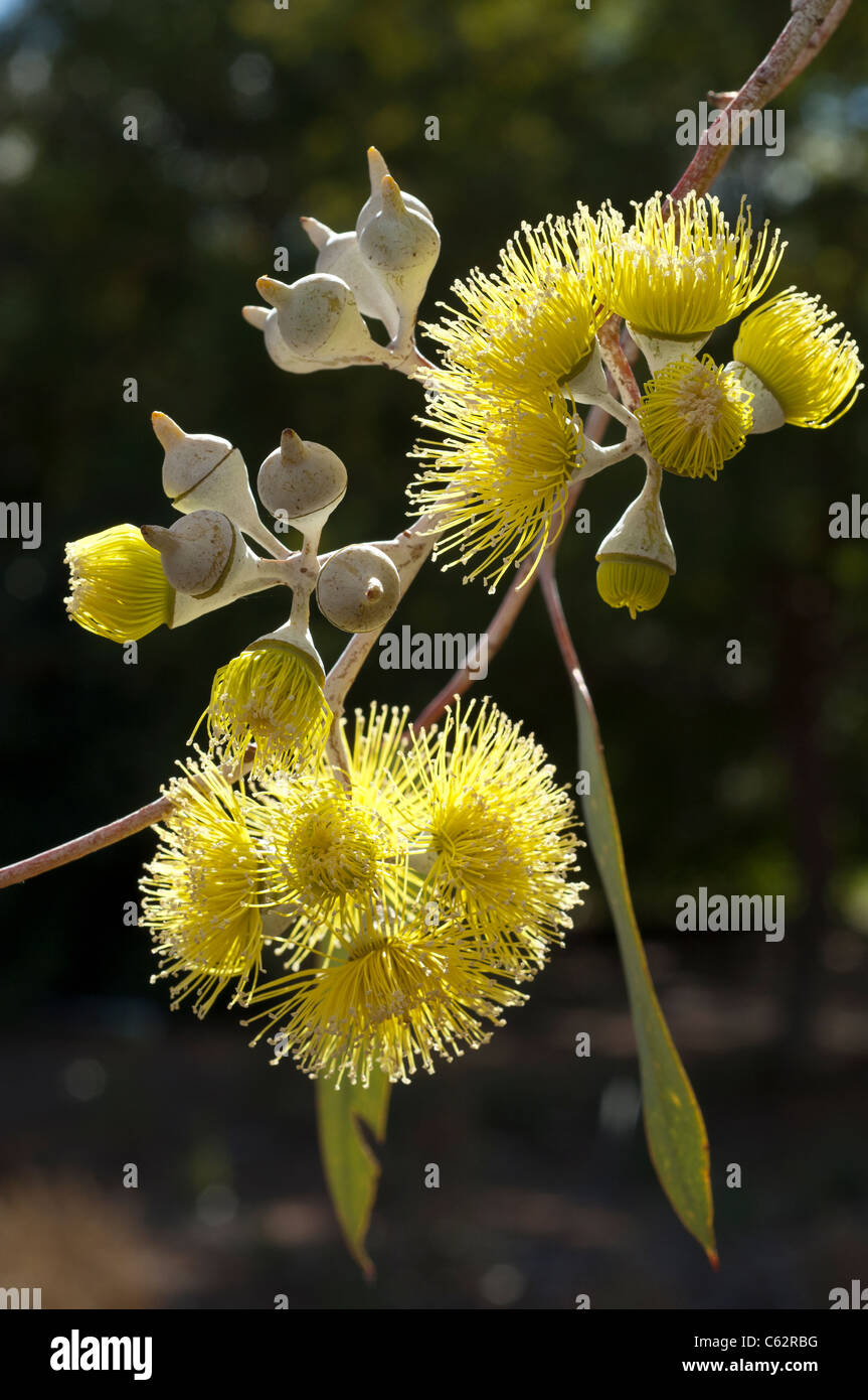 Eucalyptus Woodwardii. Stockfoto