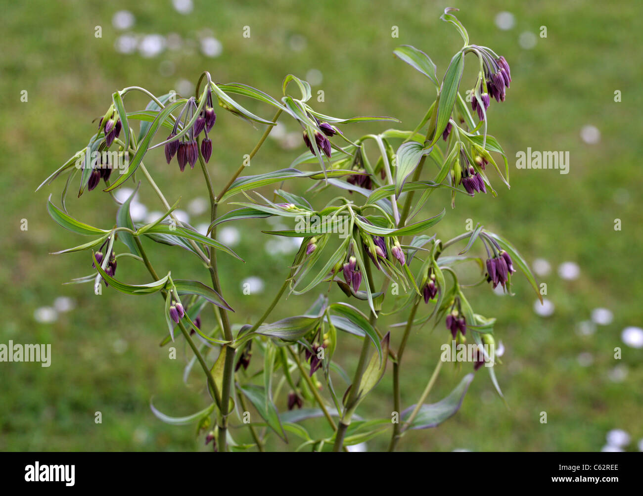 Fee Glöckchen, Disporum Cantoniense, Colchicaceae (Convallariaceae). China und gemäßigten Asien. Stockfoto