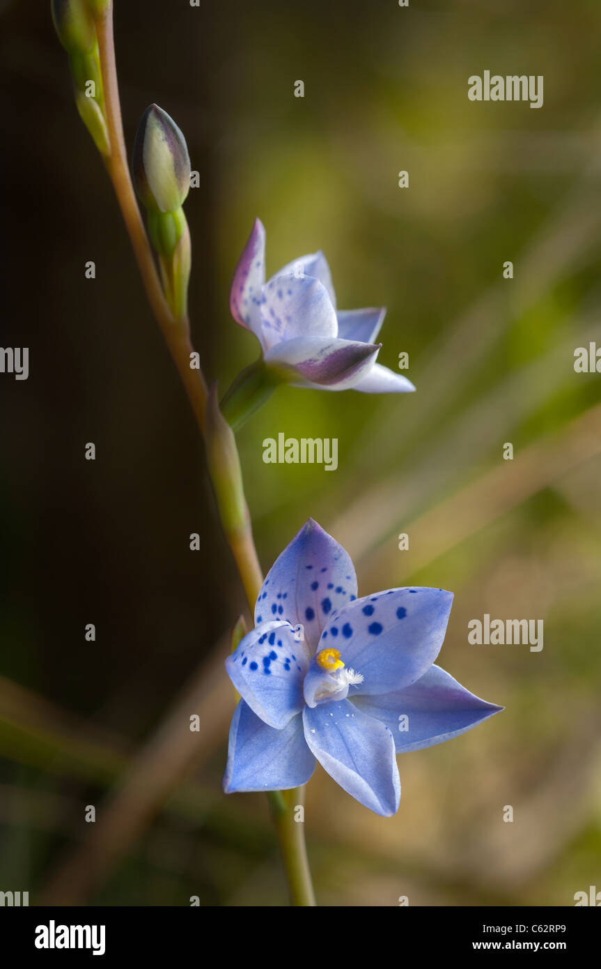 Gepunktete Sun Orchidee, Thelymitra ixioides Stockfoto