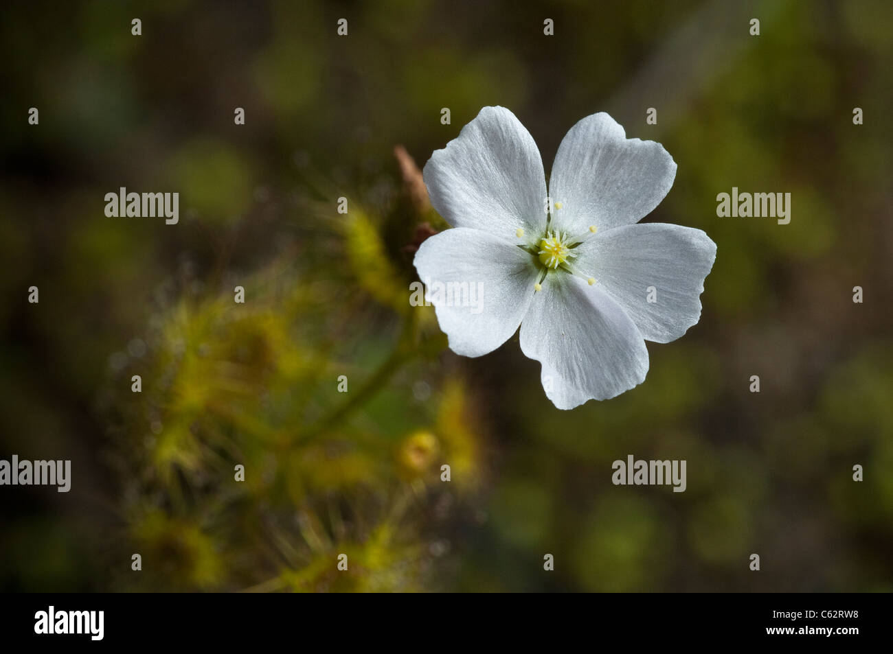 Drosera Peltata Grampians blass Sonnentau. Stockfoto