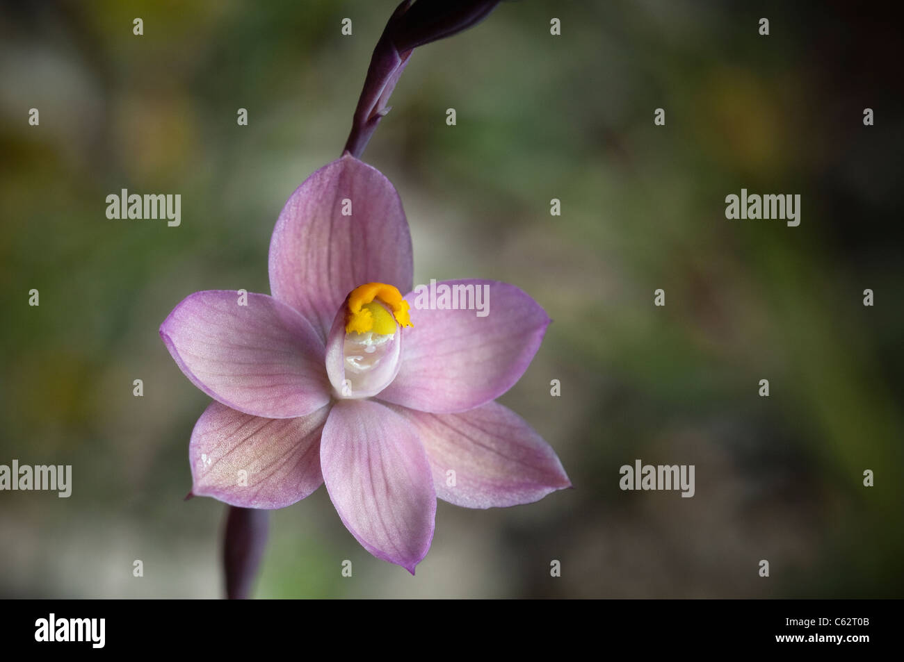 Lachs Sonne Orchidee Thelymitra rubra Stockfoto