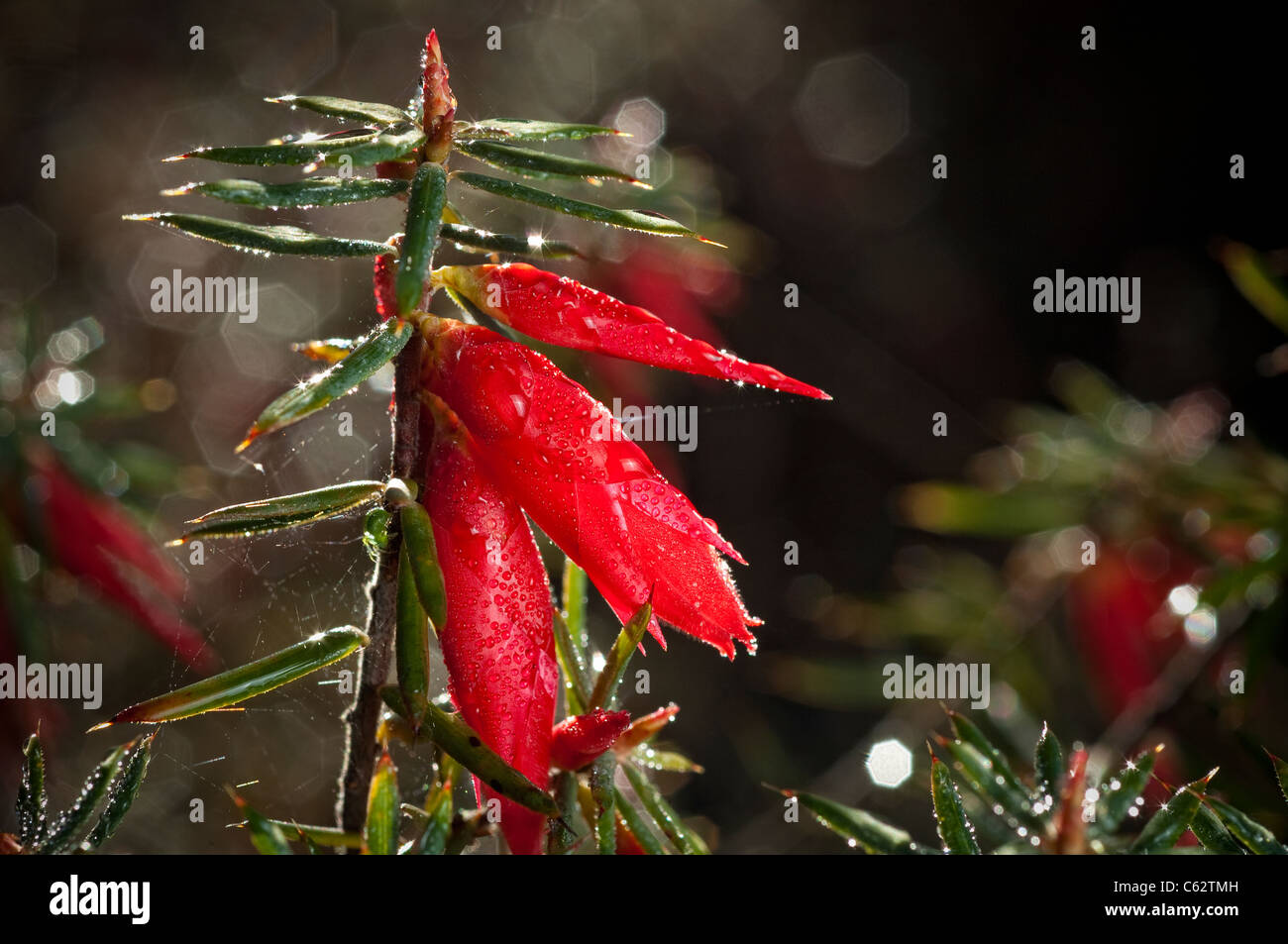 Astroloma Conostephioides, Flamme Heide. Stockfoto