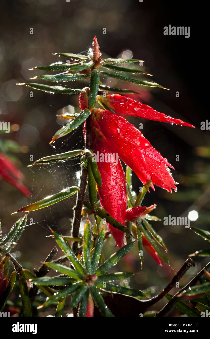 Astroloma Conostephioides, Flamme Heide. Stockfoto