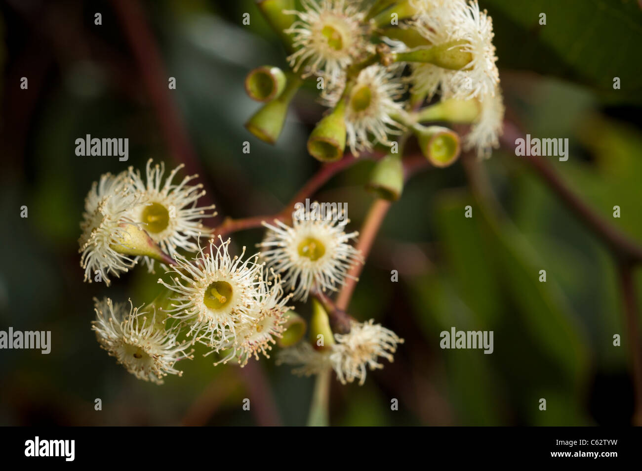 Nahaufnahme des Blumen-Cluster auf Eucalyptus Polyanthemos. Stockfoto