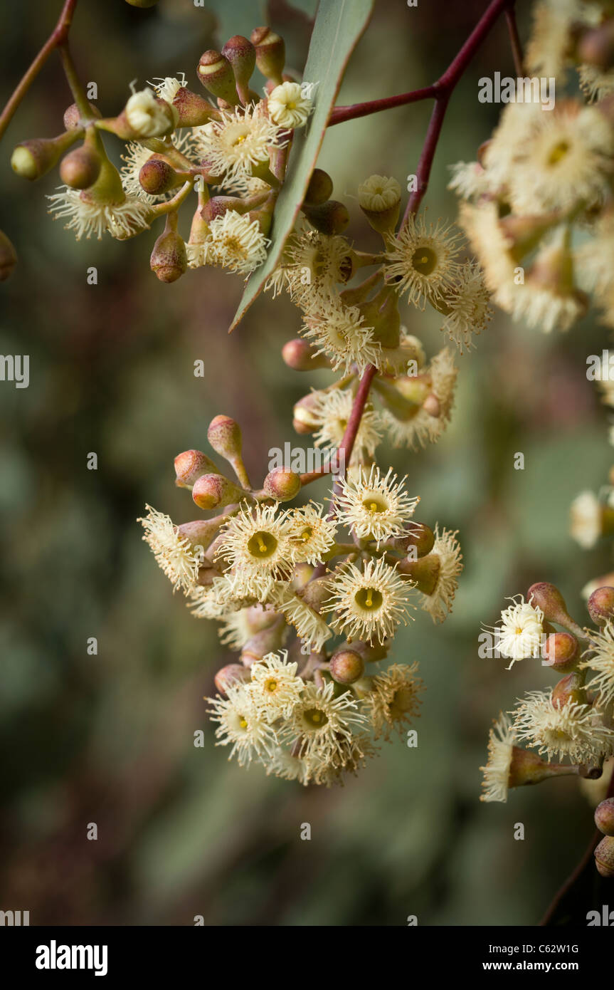 Nahaufnahme des Blumen-Cluster auf Eucalyptus Polyanthemos. Stockfoto