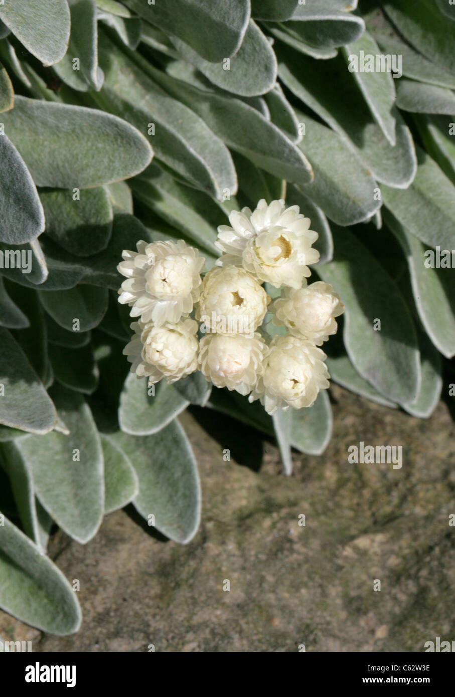 Strawflower oder ewige Blume, Helichrysum Sibthorpii, Asteraceae. Griechenland. Stockfoto