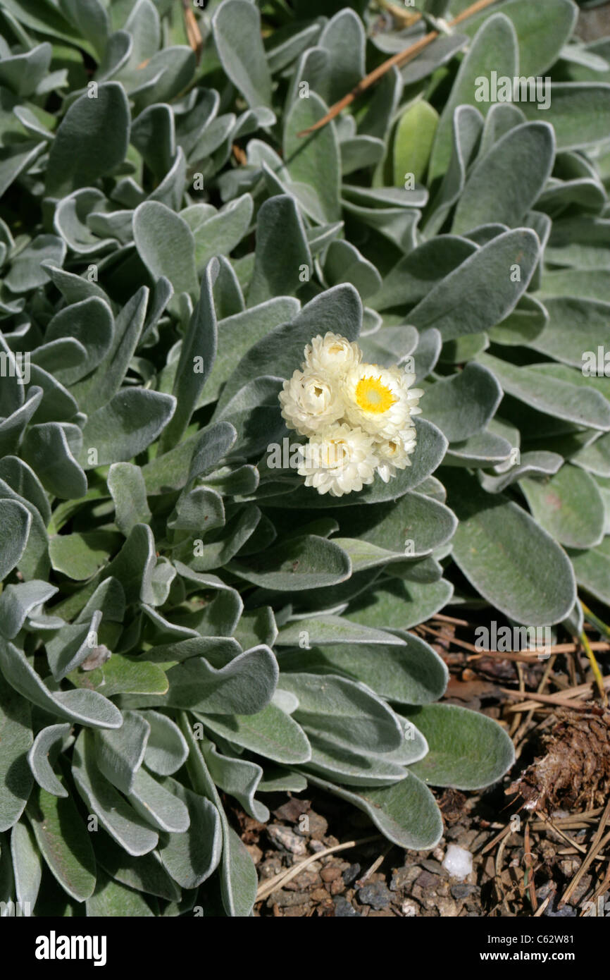 Strawflower oder ewige Blume, Helichrysum Sibthorpii, Asteraceae. Griechenland. Stockfoto