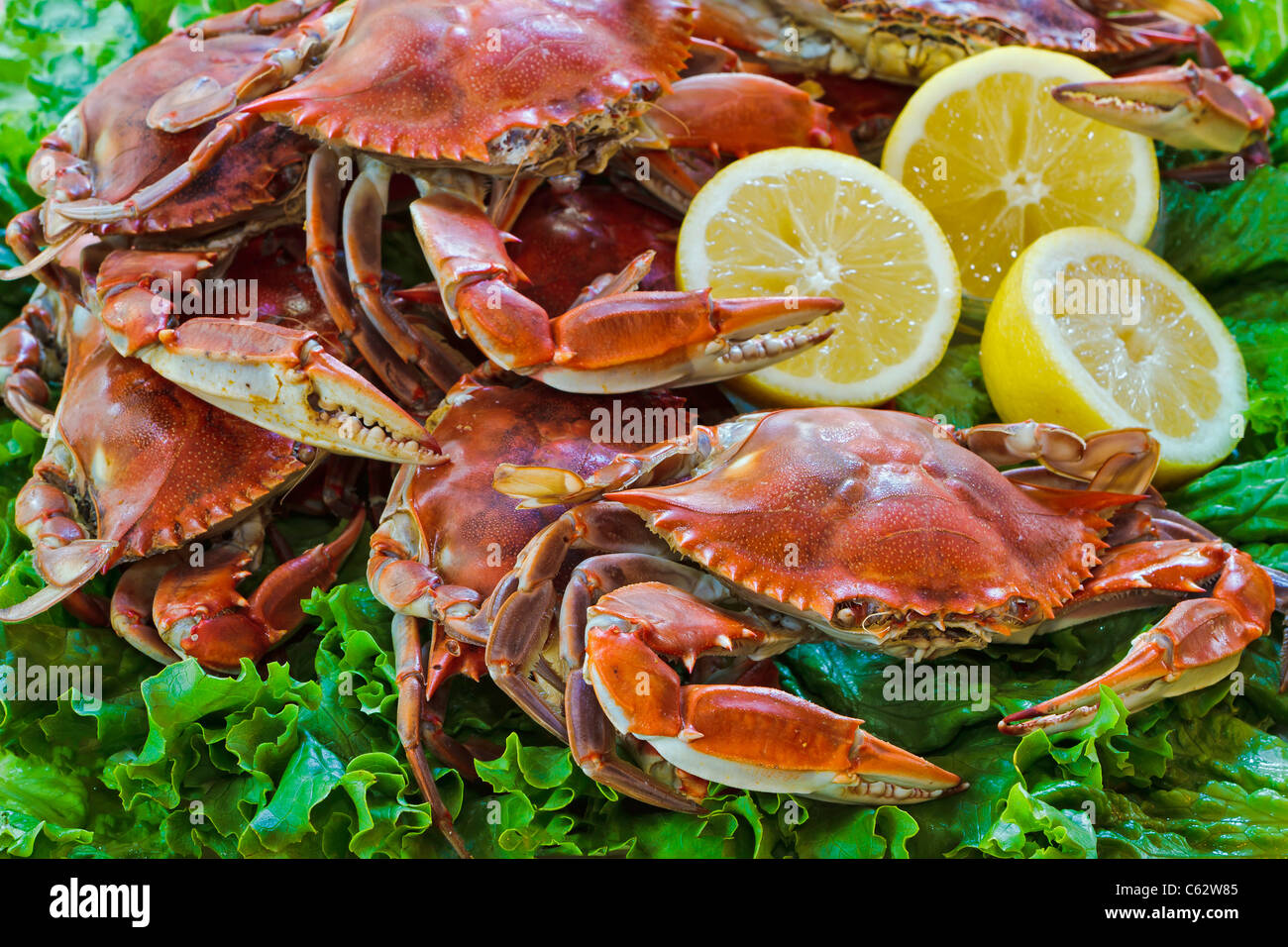 Gedämpfte Blaukrabben bereit zu holen. chriskirkphotography.NET Stockfoto
