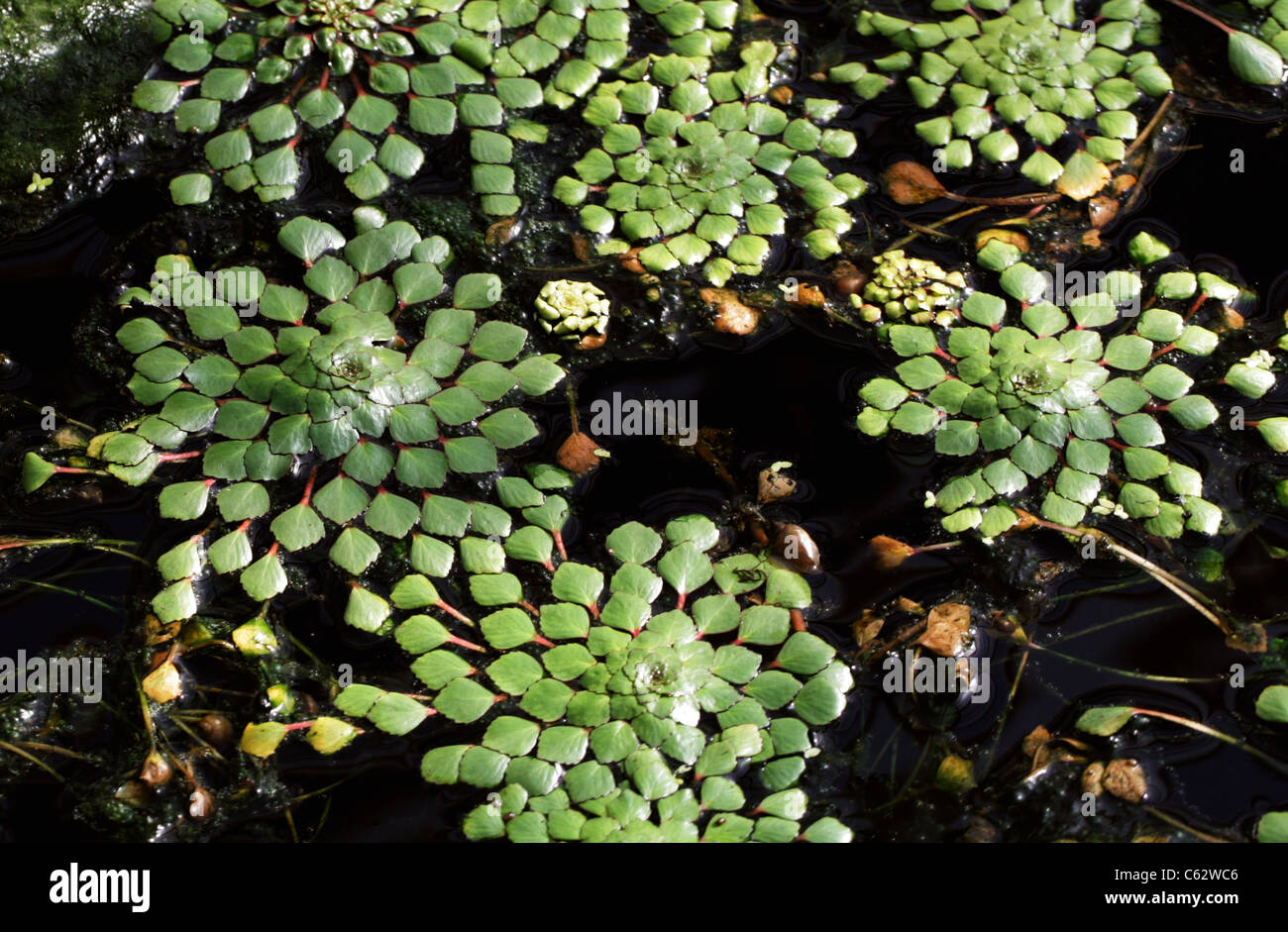 Mosaik-Pflanze oder falsche Blutweiderich, Ludwigia Sedioides, Onagraceae. Brasilien und Venezuela, Südamerika. Stockfoto
