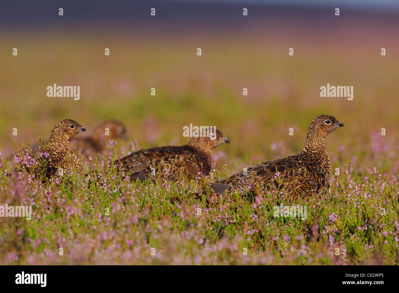 MOORSCHNEEHUHN Lagopus Lagopus Scoticus drei Sub-Erwachsene in einem Meer von blühenden Heidekraut Yorkshire Dales NP, Yorkshire, UK Stockfoto