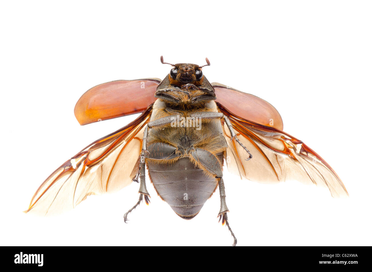 fliegende Insekten Skarabäus Maikäfer isoliert auf weiss Stockfoto