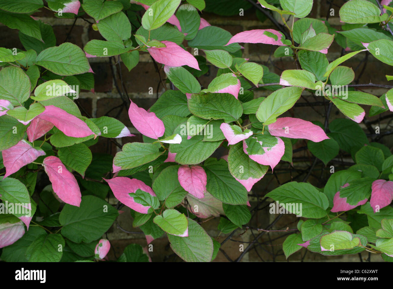 Schnitt, Schnitt Kolomikta, Actinidiaceae. Russischen Fernen Osten, Korea, Japan und China. Eine Art von Laub-holzige Rebe. Stockfoto