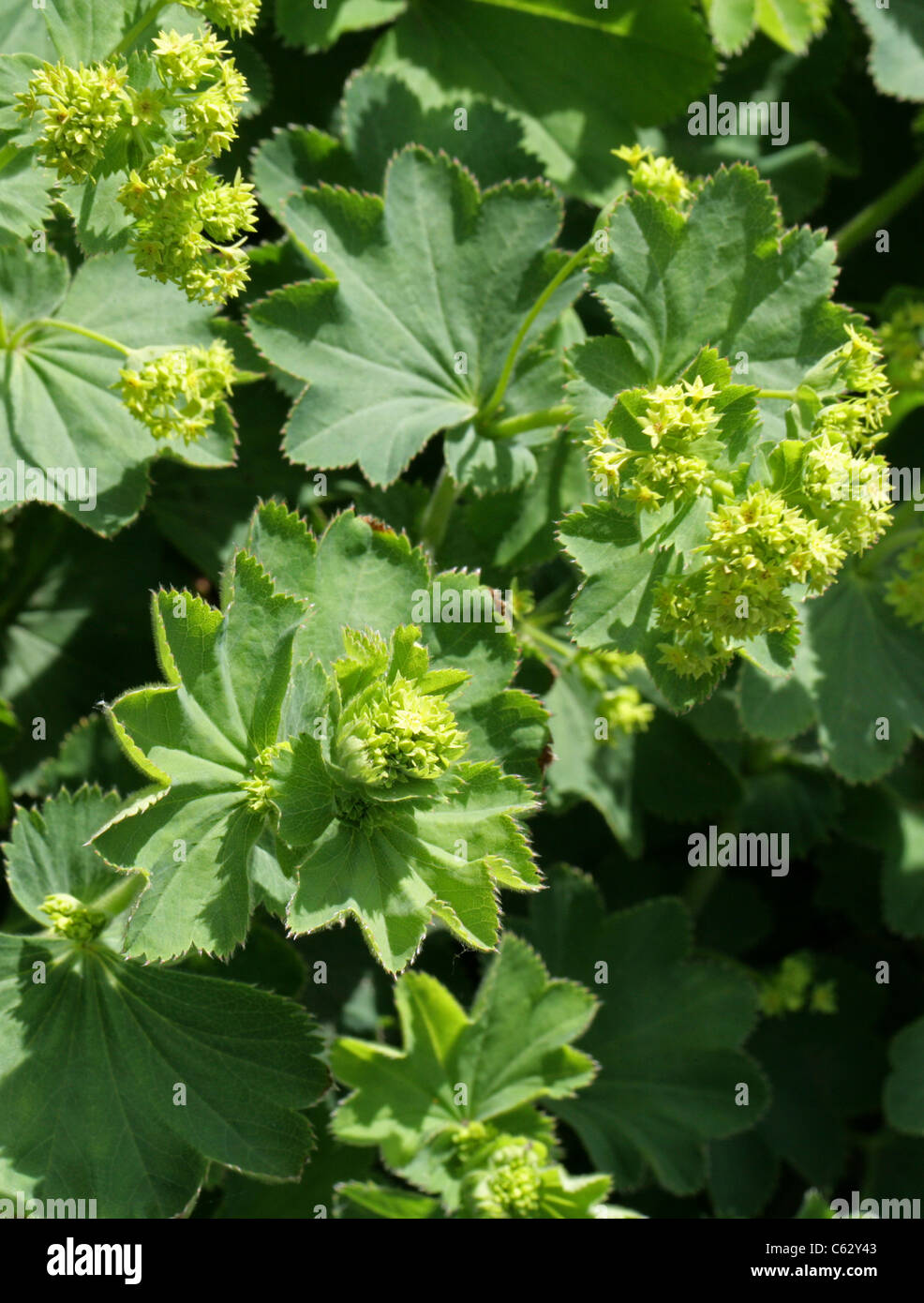 Alchemilla aroanica Fotos und Bildmaterial in hoher Auflösung Alamy