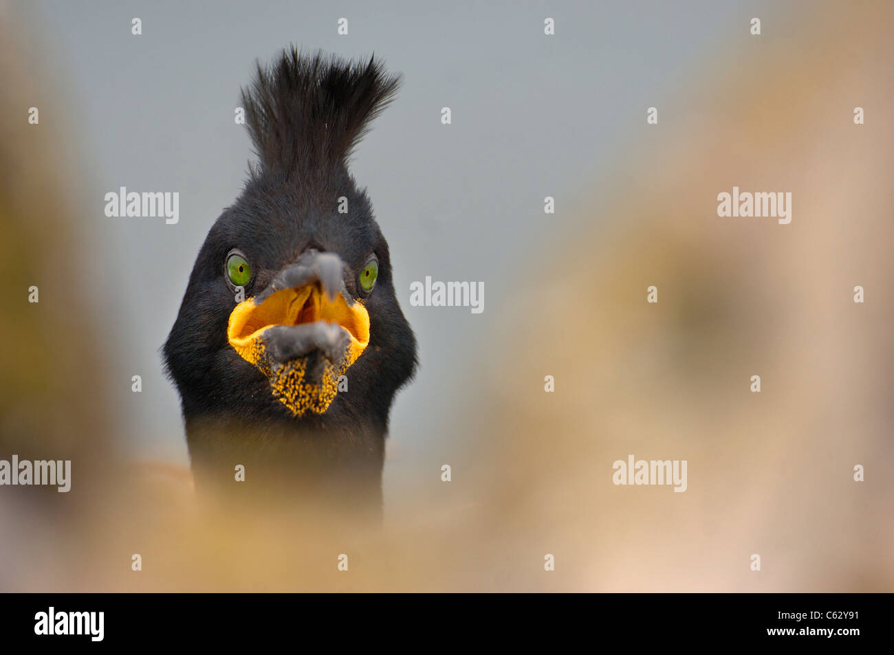 SHAG Phalacrocorax Aristotelis ein Erwachsener Porträt unter Klippe Felsen Farne Islands, UK Stockfoto