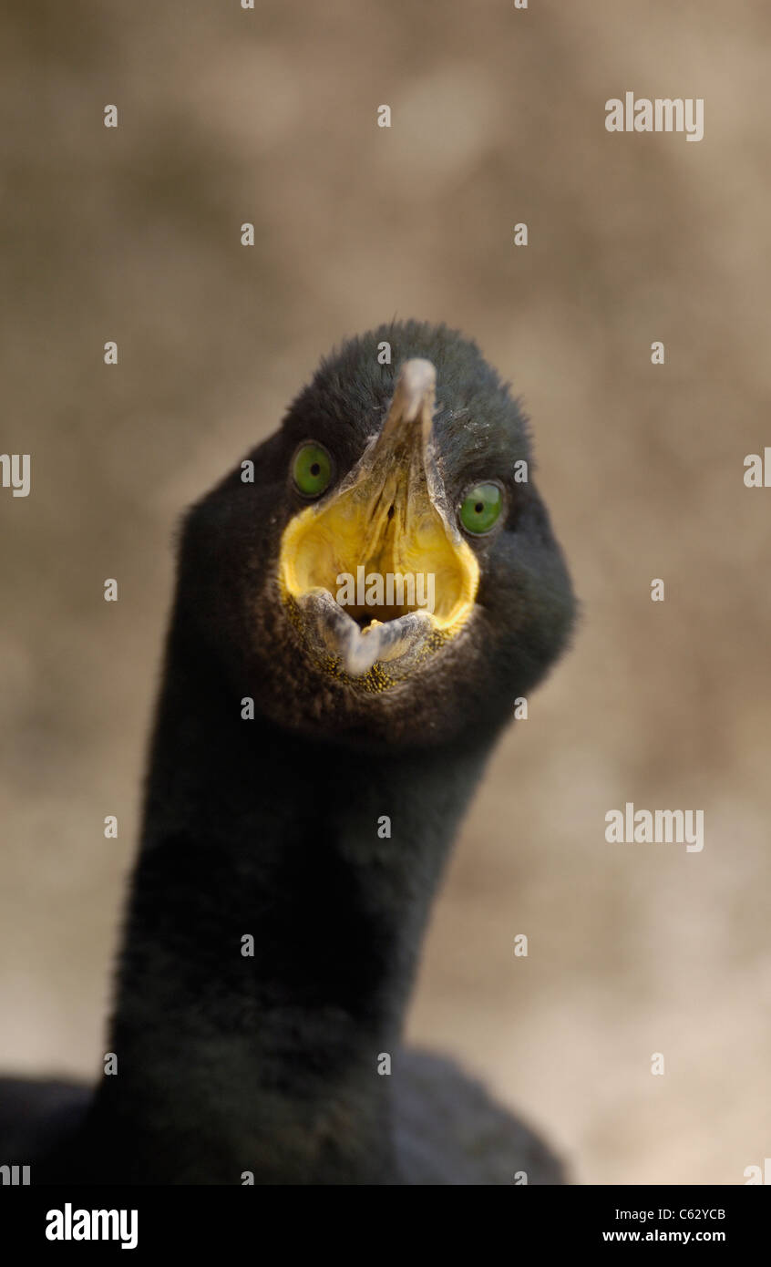 SHAG Phalacrocorax Aristotelis ein Erwachsener Bedrohung Display, Raubtiere abhalten, nähert sich in der Nähe zu Saltee Islands, Irland Stockfoto