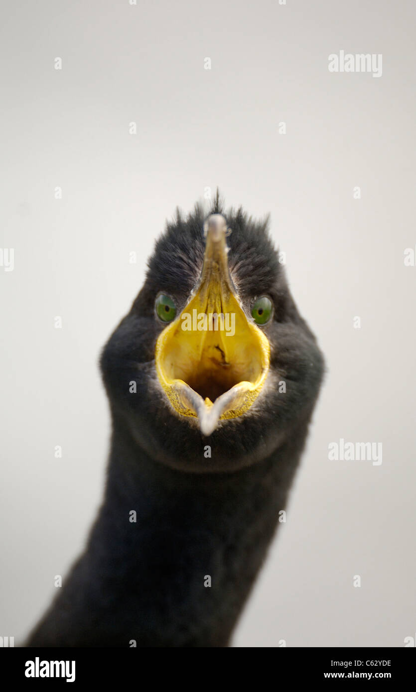 SHAG Phalacrocorax Aristotelis ein Erwachsener Bedrohung Display, Raubtiere abhalten, nähert sich in der Nähe zu Saltee Islands, Irland Stockfoto