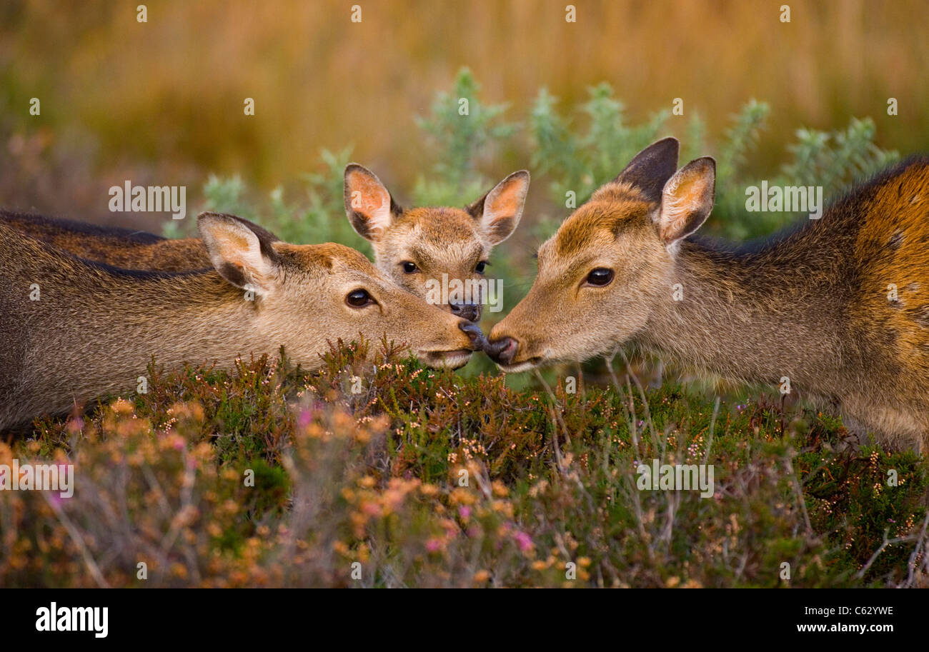 SIKA Hirsch Cervus Nippon Erwachsener und Sub Erwachsene berühren Nase, ein junges Kalb blickt auf Dorset, UK Stockfoto