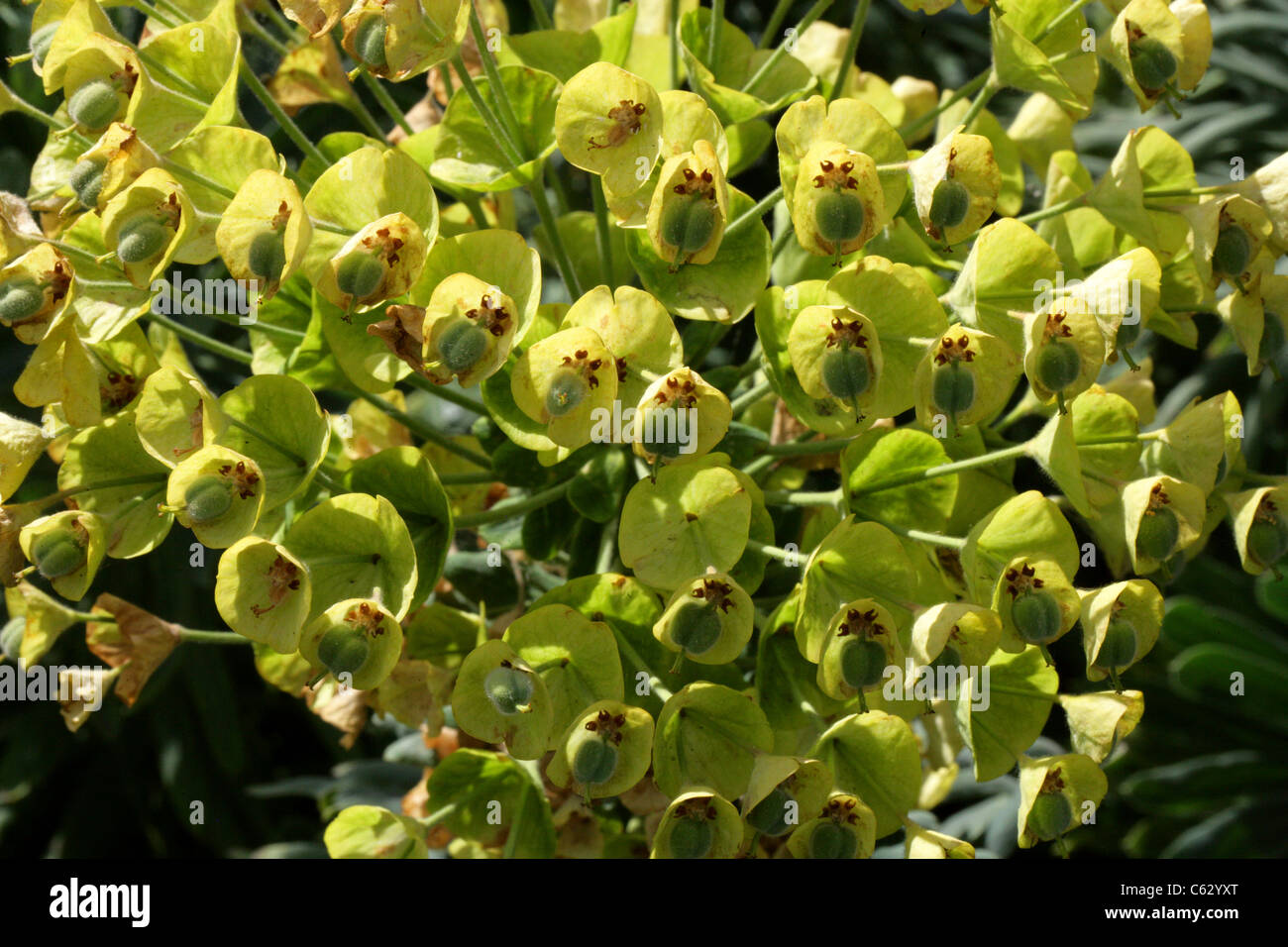 Mittelmeer-Holz-Wolfsmilch, Euphorbia Characias Ssp Wulfenii, Euphorbiaceae. Südost-Europa. Stockfoto