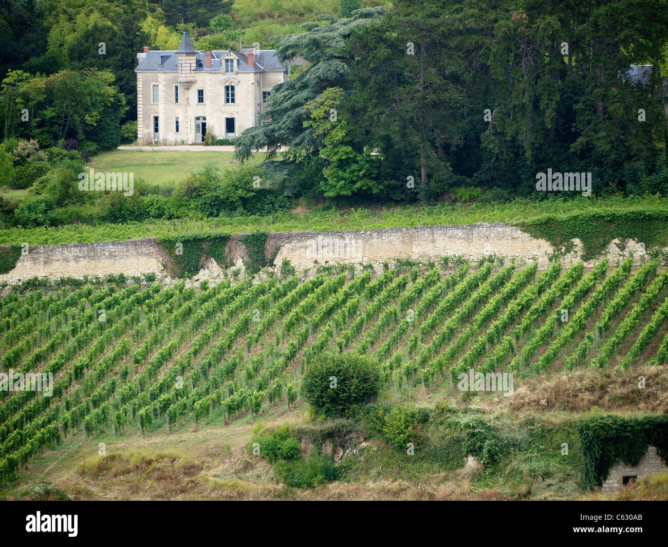 Herrenhaus mit Weinberg, Chinon, Frankreich Stockfoto