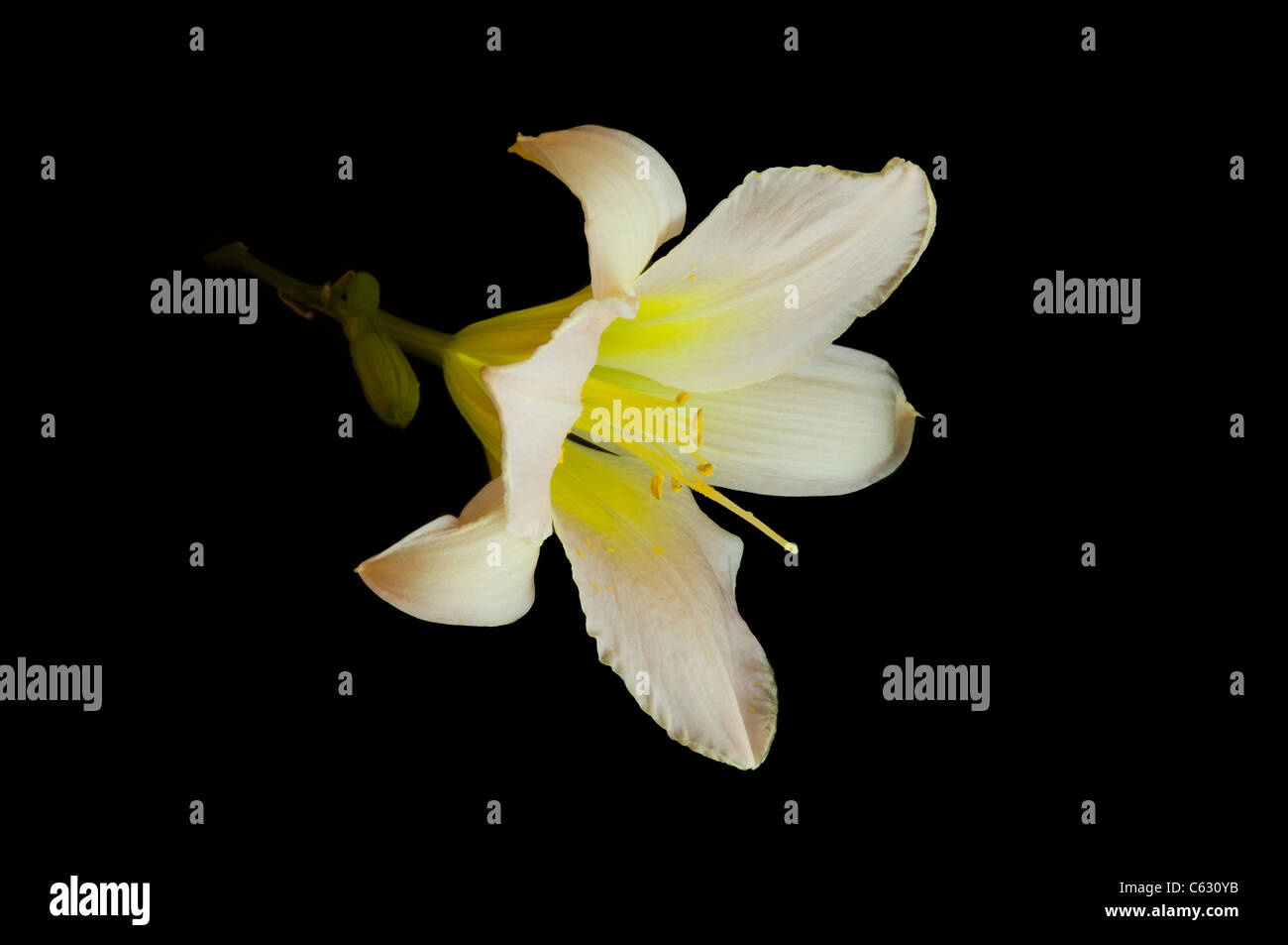 Daylily oder hemerocallis Blume Nahaufnahme in voller Blüte auf schwarzem Hintergrund isoliert Stockfoto