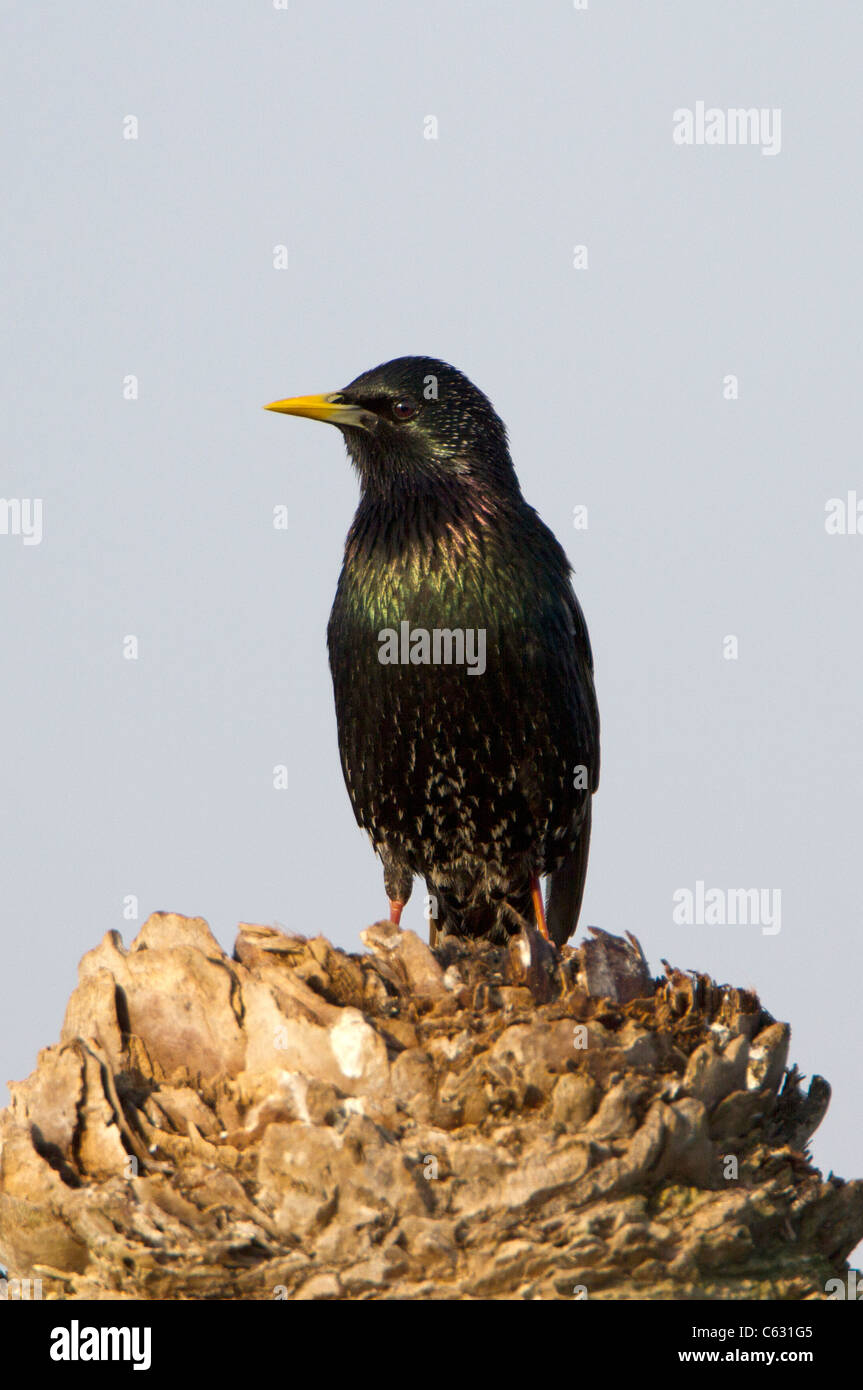 (Häufig) Star (Sturnus Vulgaris) hocken Stockfoto