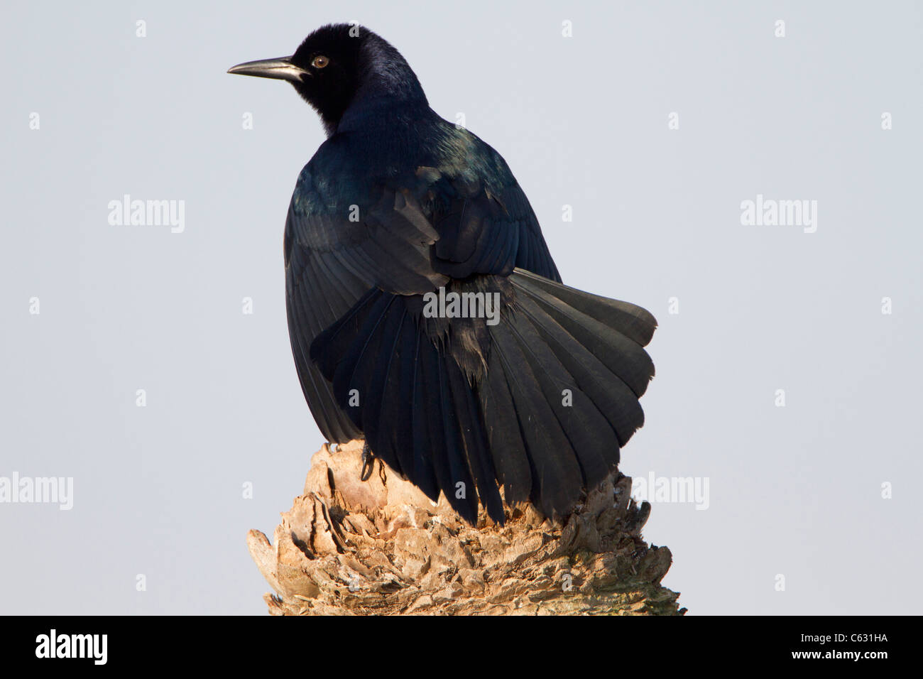 Boot angebundene Grackle (Quiscalus großen) hocken Stockfoto