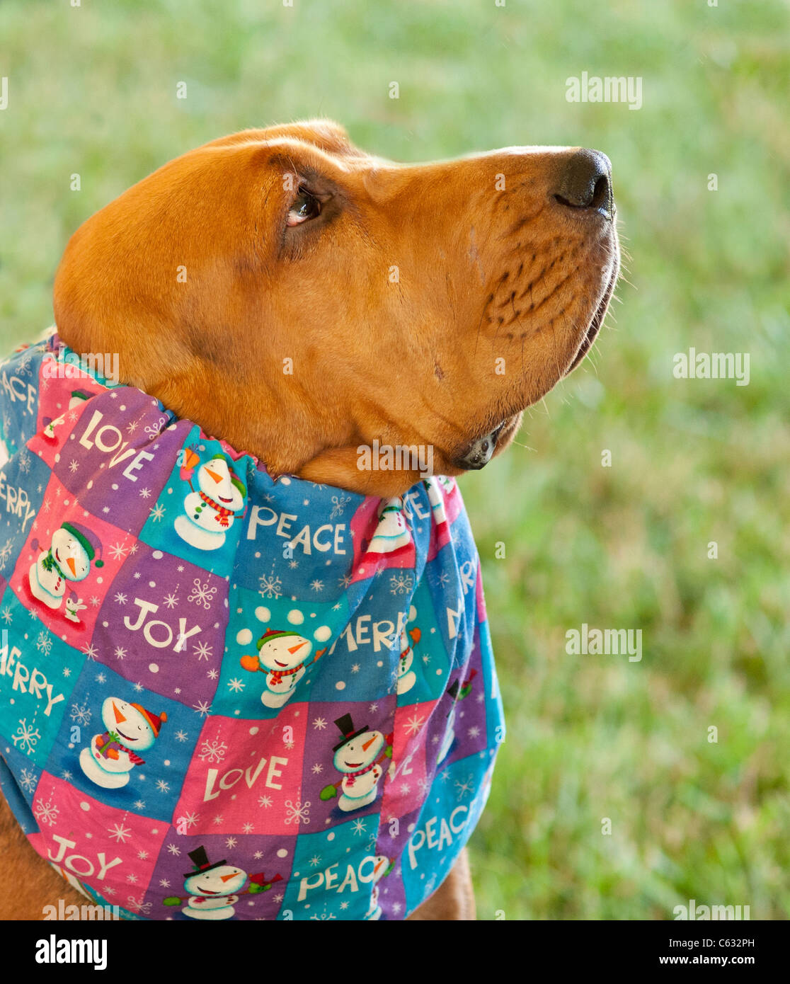 Bluthunde Hundeausstellung. Stockfoto