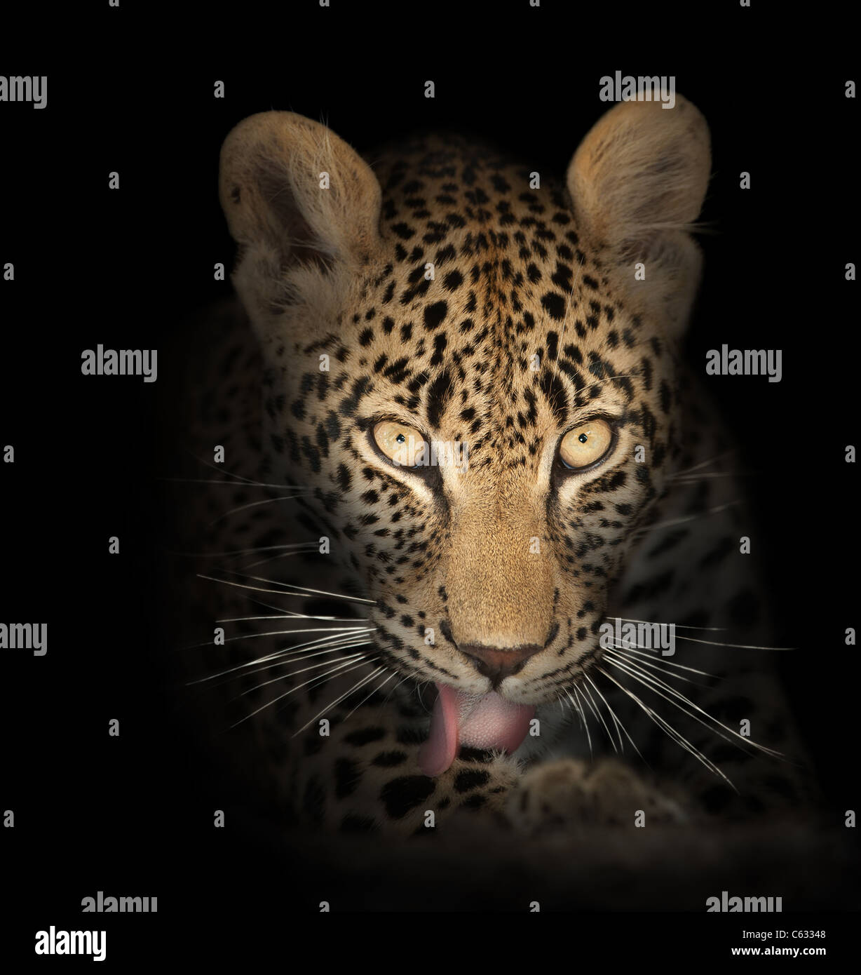 Leoparden Gesicht Nahaufnahme im Dunkeln - Panthera pardus Stockfoto