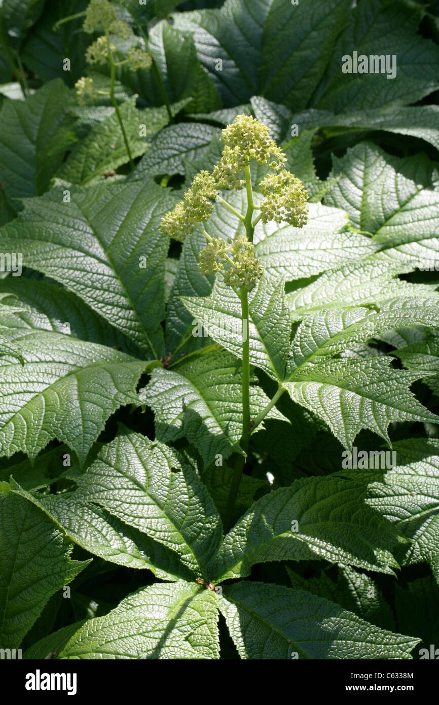 Rodgersia, Rodgersia Podophylla, Saxifragaceae. Japan und Korea, Asien. Sy Astilbe Podophylla. Stockfoto