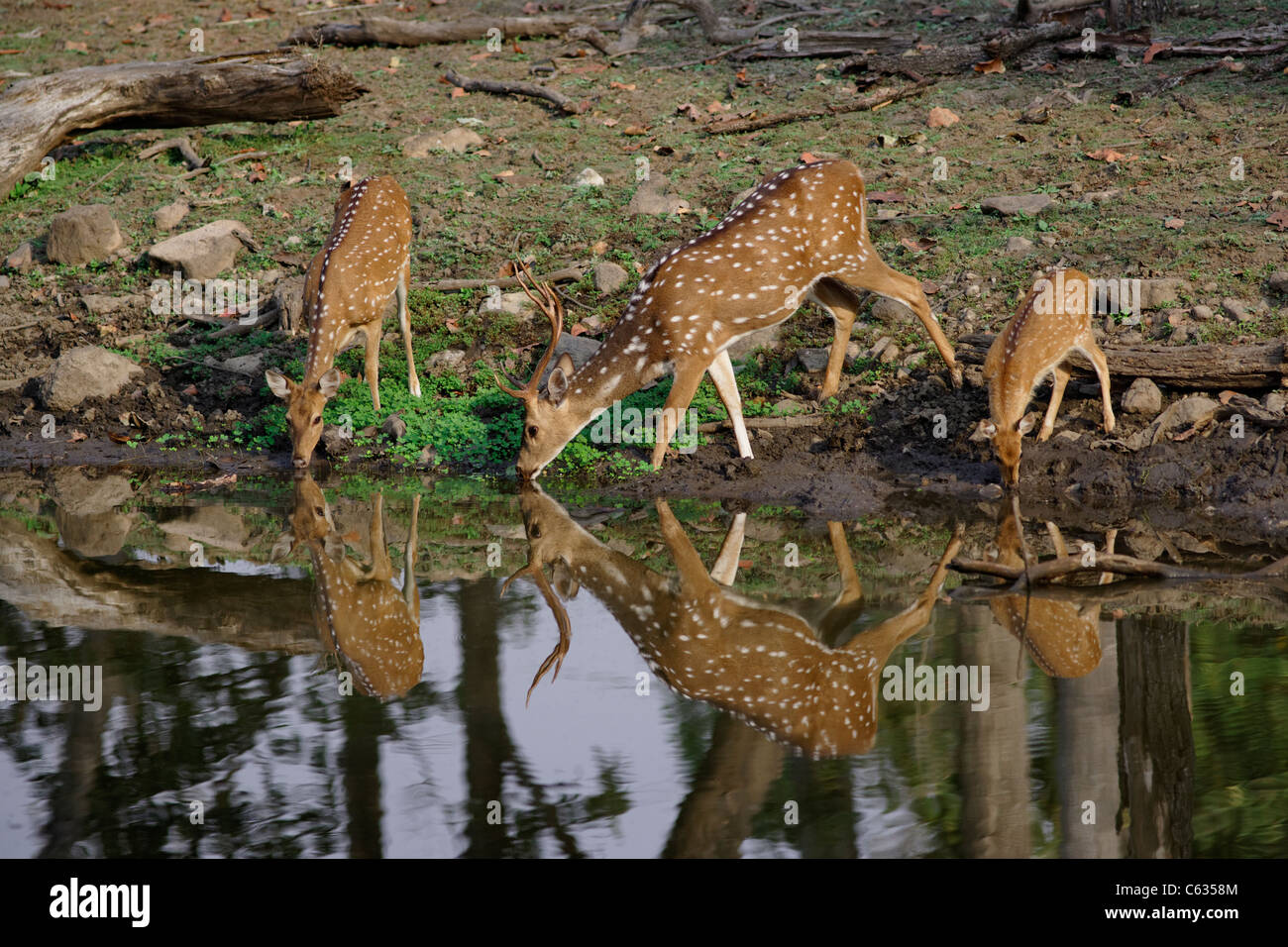 Chital oder Spotted Deer Familie Trinkwasser in Pench Tiger Reserve, Indien. [Achse Achse] Stockfoto