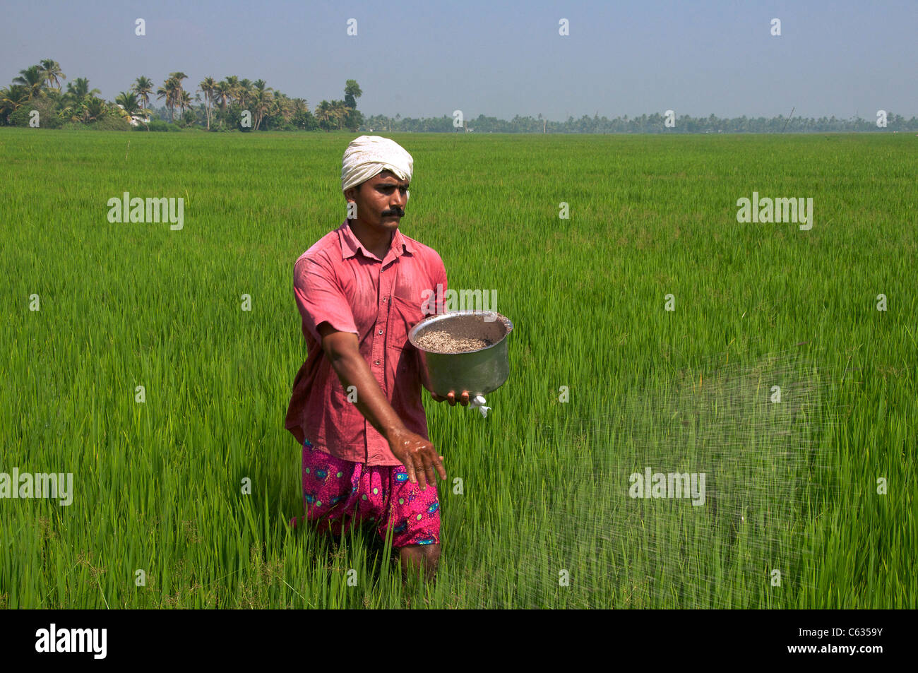 Landwirt Verbreitung Ferilizer von Hand im Reisfeld Backwaters Kerala Süd-Indien Stockfoto