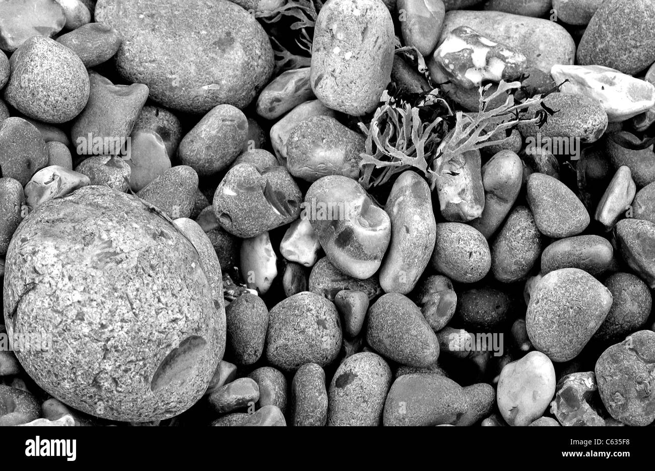 Black And White Nahaufnahme Detail aus Kieselsteinen und Algen am Strand von den Nadeln auf der Isle Of Wight. Stockfoto