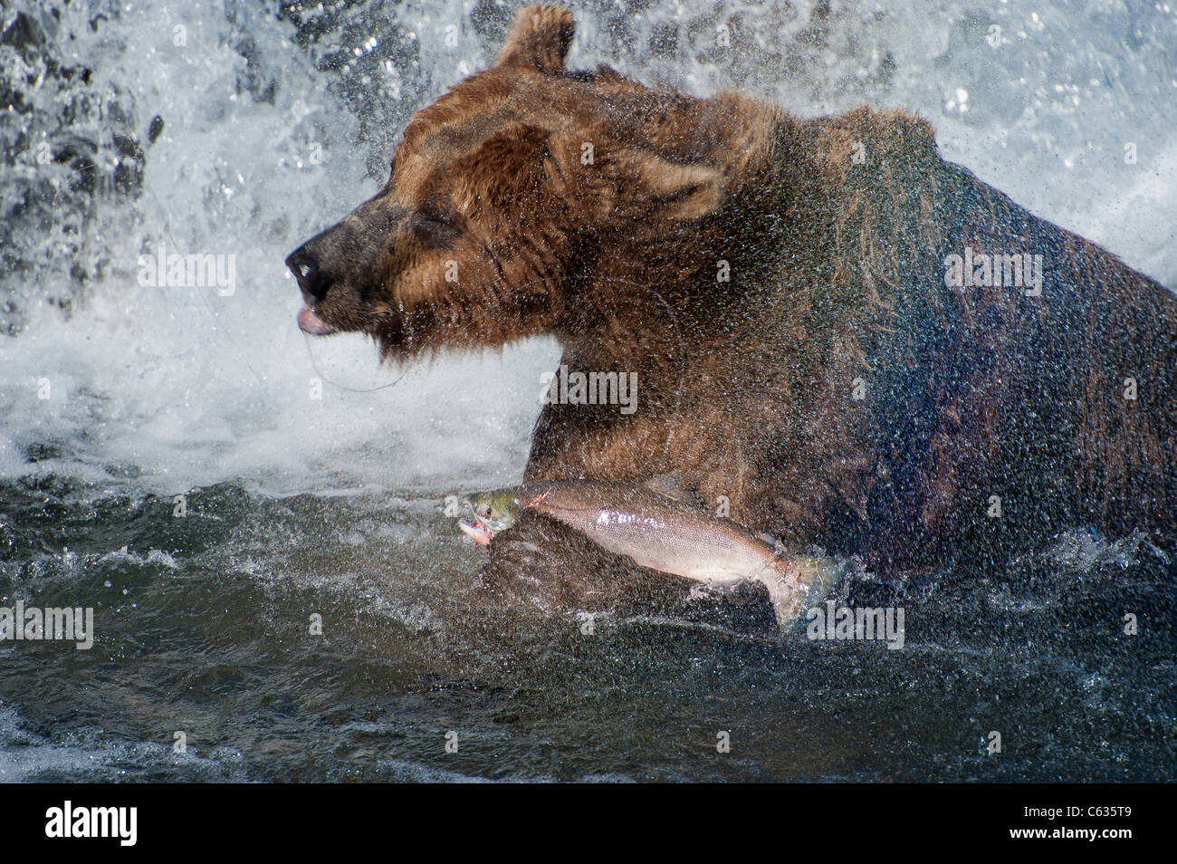 Braunbären/Grizzly Bären Fang von Lachs Stockfoto