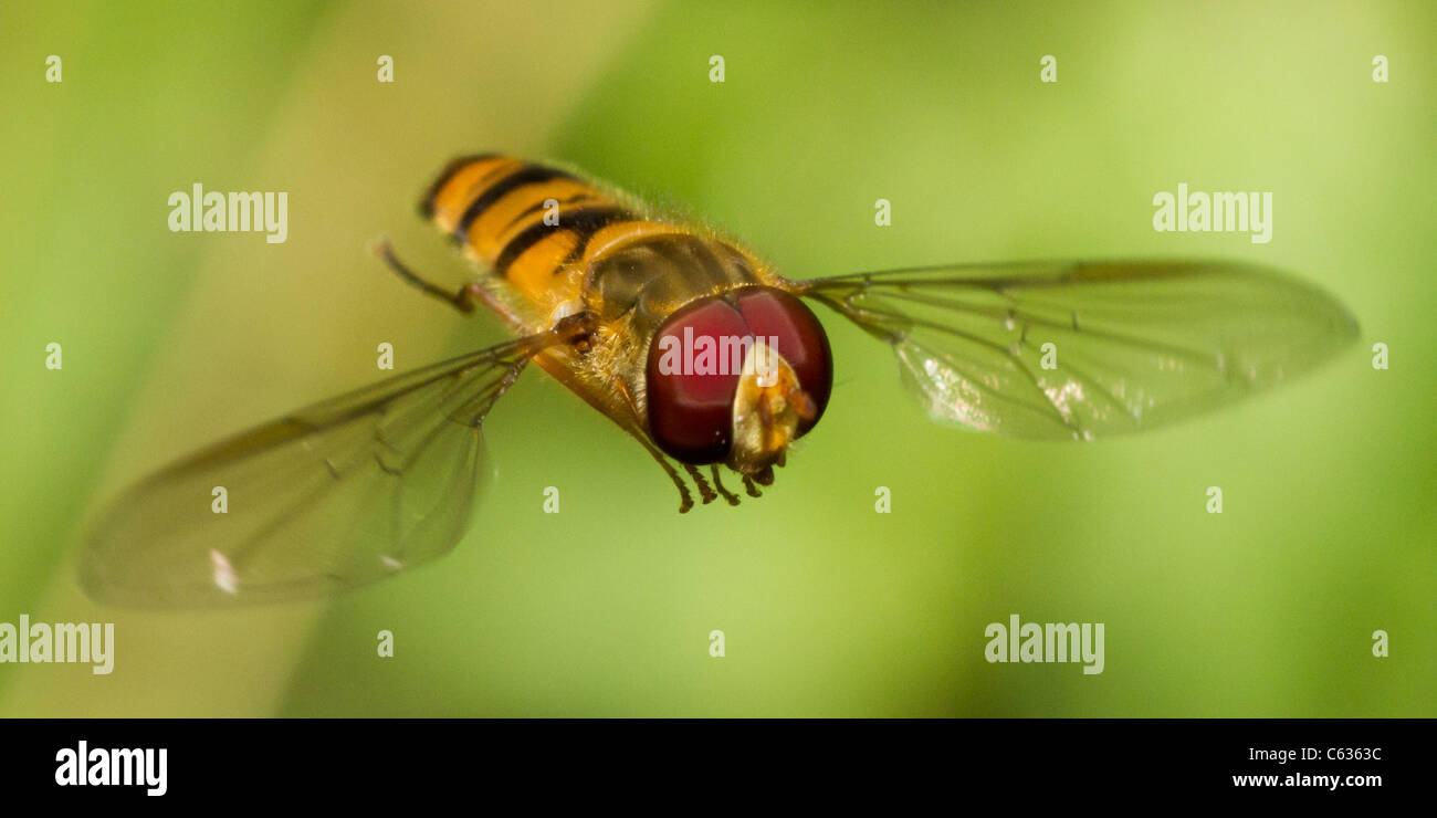 Marmelade Hoverfly im Flug Stockfoto