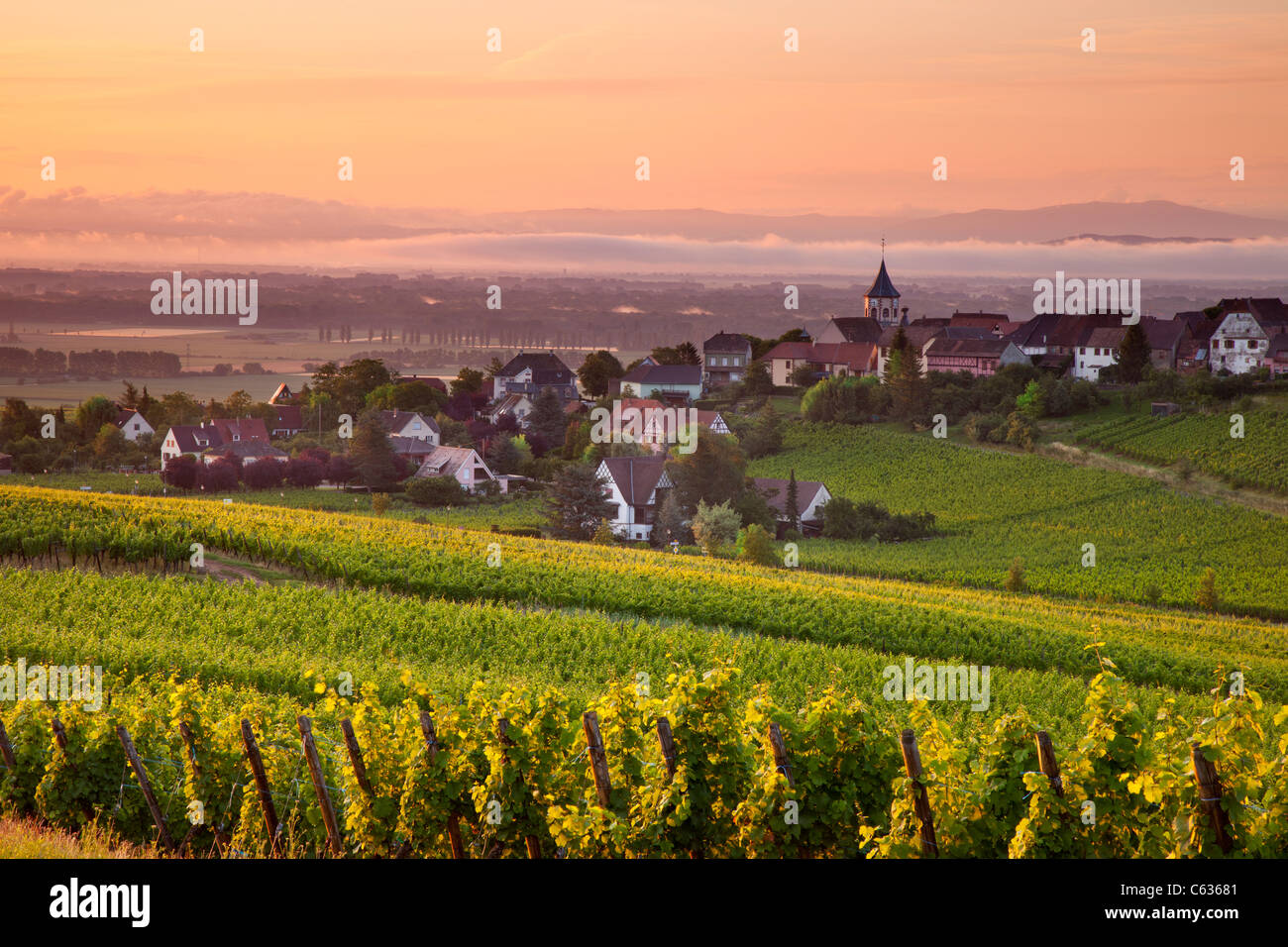 Morgendämmerung in den Weinbergen von Grand Cru mit Blick auf das Dorf Zellenberg Elsass Haut-Rhin-Frankreich Stockfoto