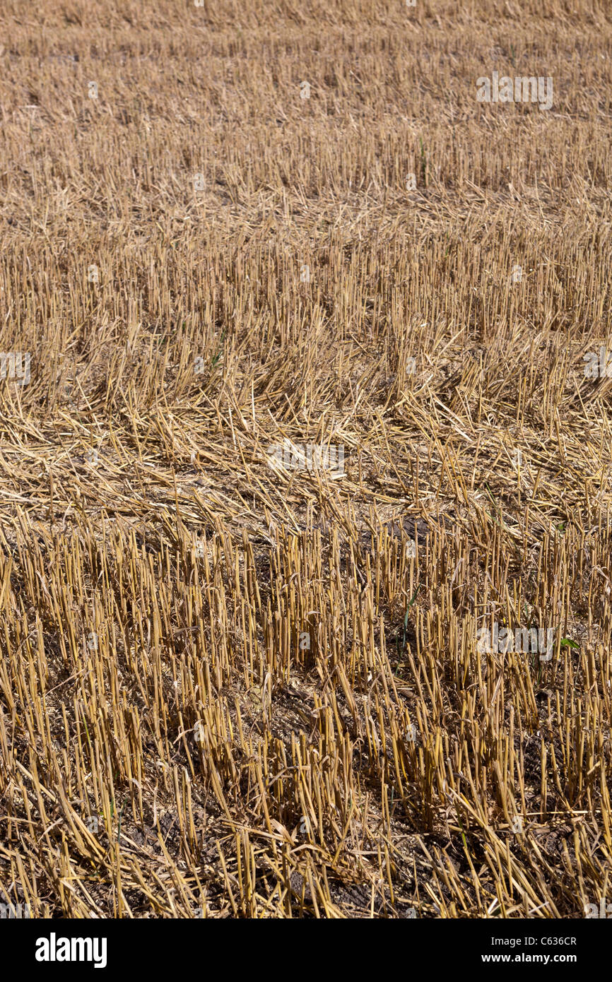 Frisch geschnitten Weizenfeld Stockfoto