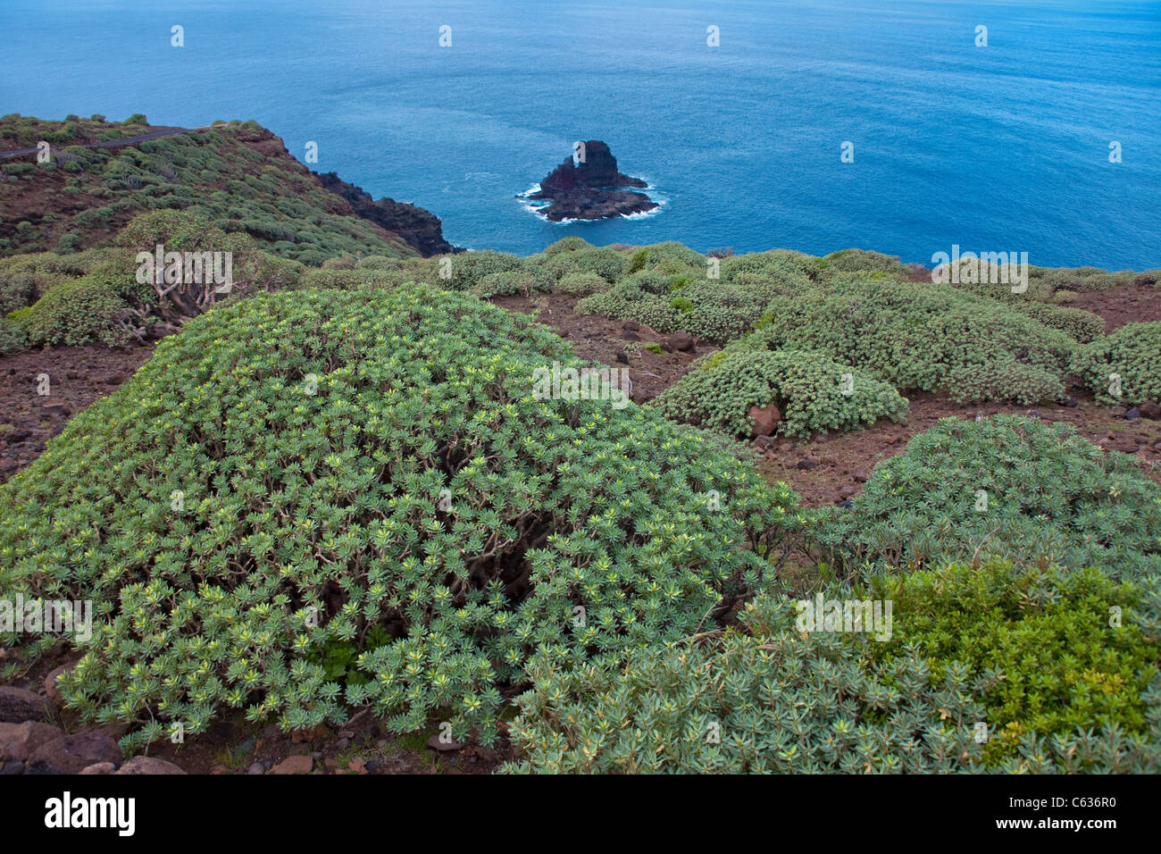 Sandbaum, wilder nord, Küste von Garafia, La Palma, Kanarische Inseln, Spanien, Europa Stockfoto