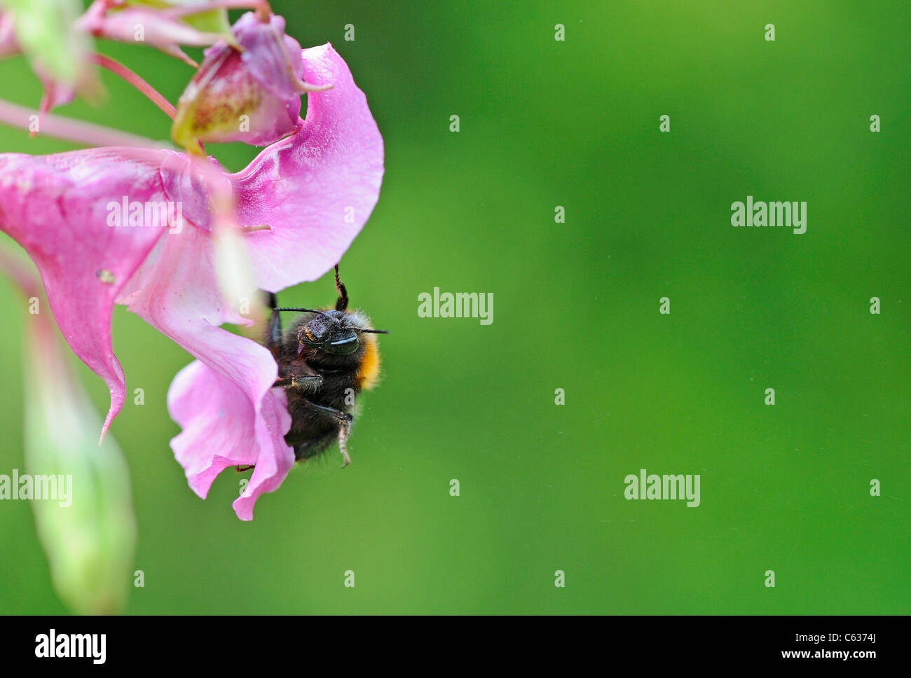 Nahaufnahme des Himalaya Balsam eine gebietsfremde invasiven Pflanzen zu den britischen Inseln wird von einer Biene bestäubt Stockfoto